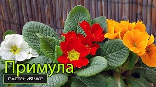 Первоцветы / многолетние цветы / примула уход