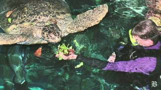 Aquarium closed after crack found in tank