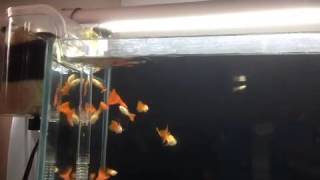 Albino Full Red Guppies