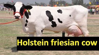 Beautiful holstein friesian big udder cow/Gives 36 Liters/Litres a day/price 15 lakhs/Animals League