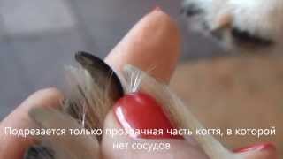 подрезание когтей собаке