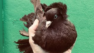 Красные Голуби Андрея / The Red Pigeons / Pigeons with unique Color