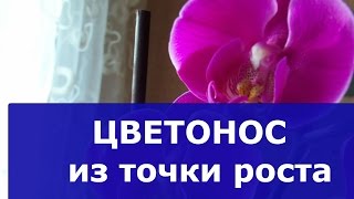 ЦВЕТОНОС из точки роста. Продолжение