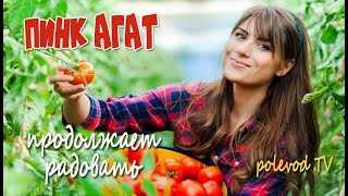 Помидор Пинк Агат радует как всегда! Советы агронома о томатах.