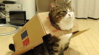 Silly cats - Funny cats compilation