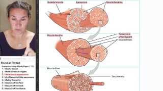 Muscle 3- Hierarchical organization