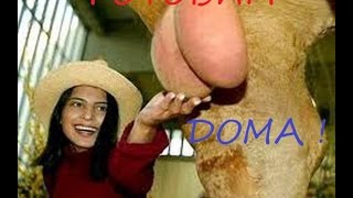 КАК ПРИГОТОВИТЬ БЫЧЬИ ЯЙЦА (СЕМЕННИКИ). ГОТОВИМ ДОМА. HOW TO MAKE BULL EGGS (TESTICLES). WE PREPARE