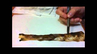 Acquerello: come dipingere l'albero (tecnica del gesso acrilico)