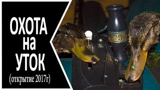 Охота на утку , открытие 2017г