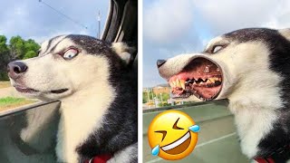 ПРИКОЛЫ С ЖИВОТНЫМИ Смешные КОТЫ и СОБАКИ | Приколы с СОБАКАМИ| СМЕШНЫЕ КОШКИ 2022