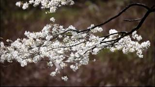 Silver Cherry