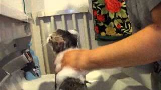 猫ちゃんシャンプーされる