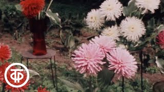 Наш сад. Эфир 23.12.1985. Год садовода (1985)