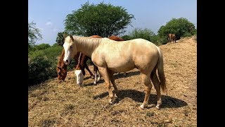 RANCHOLAROSA. PALOMINO CARETO(Cr Y SW2)2017 DE GUNNER ON ICE#CUARTOSDEMILLA