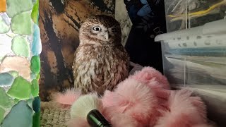 Yoll's stream домашний с совами