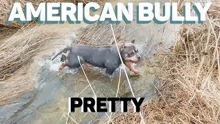 Американский Булли Pretty очень любит воду