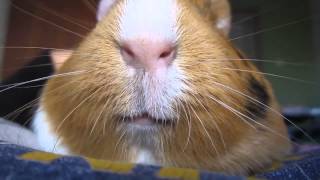 Морская свинка зевает, как лев / Guinea pig yawning like a lion