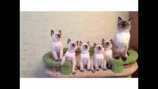 Тайские котята из питомника Chalai Dara . Продаются .