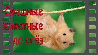 Смешные животные до слёз