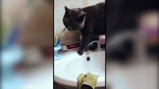 Кот моется и...