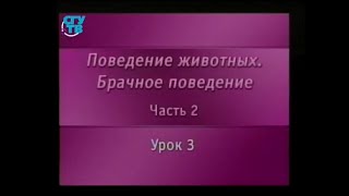 Брачное поведение животных. Урок 2.3. Соперничество и турниры самцов