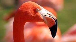 Почему Фламинго Розовые  Розовый Фламинго Загадка Деда Мороза