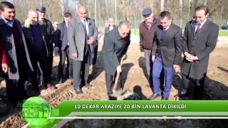 10 dekar araziye 20 bin lavanta dikildi