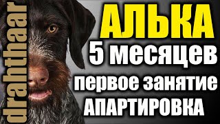 ПЕРВОЕ занятие по апортировке с дратхааром Алька щенку 5 месяцев
