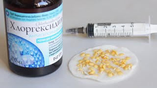 ДЛЯ ДРУЖНЫХ ВСХОДОВ И ЗДОРОВОЙ РАССАДЫ ДЕЛАЮ ТАК! ПРОРАЩИВАНИЕ СЕМЯН ПЕРЦА И ПОСЕВ БЕЗ ПИКИРОВКИ!