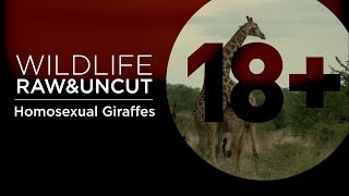 Homosexual Giraffes Do What Comes Naturally