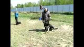 Занятие на площадке КЦ Барс 20.05.12 ВЕО Цезарь