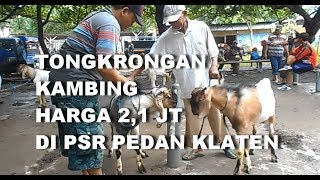 GT-PI #5 Tongkrongan Kambing Jantan Dewasa Harga 2,1 juta Di Pasar Hewan Pedan Klaten