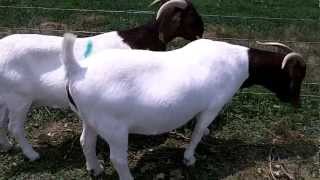 Hot Boer girls in the summer time