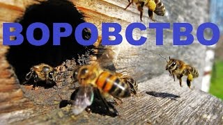 Воровки разносят улей.