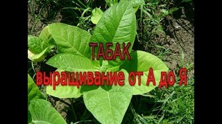 Табак. Выращивание от А до Я. Моя маленькая табачная плантация.