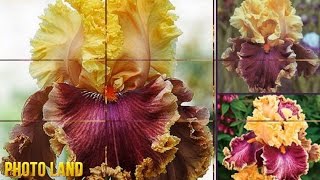 Ирисовая мозаика || PHOTO LAND (ирисы, ирис бородатый, ирисы фото, ирисы цветы)