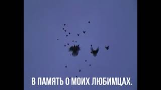 Николаевские голуби.Pigeon.В память о моих ЛЮБИМЦАХ.