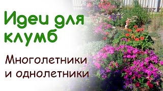 Идеи для цветника. Выращивание пеларгонии в открытом грунте. Ипомея на шпалере