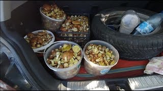 Сбор грибов в Зайве, Николаевская область.