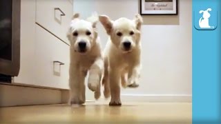 Adorable Puppies Running For Dinner Time-lapse - Puppy Love