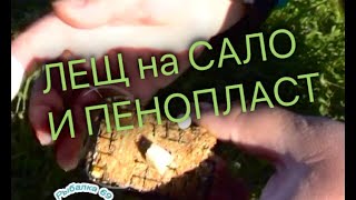 Рыбалка 69. Лещ на сало и пенопласт.