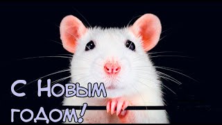 Ух ты!!! Прикольные околоНовогодние советы от кинодрузей! С Новым годом 2020!