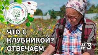 #3 ? ЧТО С КЛУБНИКОЙ??? ГЕНЕТИЧЕСКИЙ ХЛОРОЗ НА КЛУБНИКЕ.