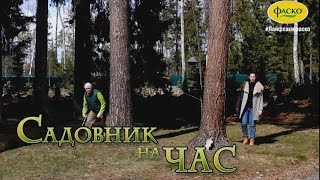 Как избавиться от пней на участке без выкорчевывания. Садовник на час: серия 1