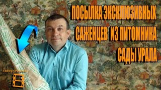 ПОСЫЛКА ЭКСКЛЮЗИВНЫХ НОВИНОК САЖЕНЦЕВ ИЗ ПИТОМНИКА САДЫ УРАЛА. САД ОГОРОД И ТЕПЛИЦА. САДОВОДСТВО