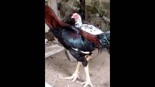 Induk Ayam Bangkok Kelabu dan Blorok Madu