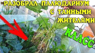 ЗАБЫТЫЙ ПАЛЮДАРИУМ! СПУСТЯ ПОЛ ГОДА!!!