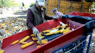 Corn Harvest | Corn picker | Trifesti - La porumb cu Nicolae