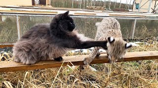 КОТ НАВАЛЯЛ РЫСИ НА СВОЕЙ ТЕРРИТОРИИ