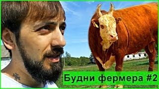 Будни фермера #2 Интервью у быков.Сельское хозяйство Мысля от Эдгара